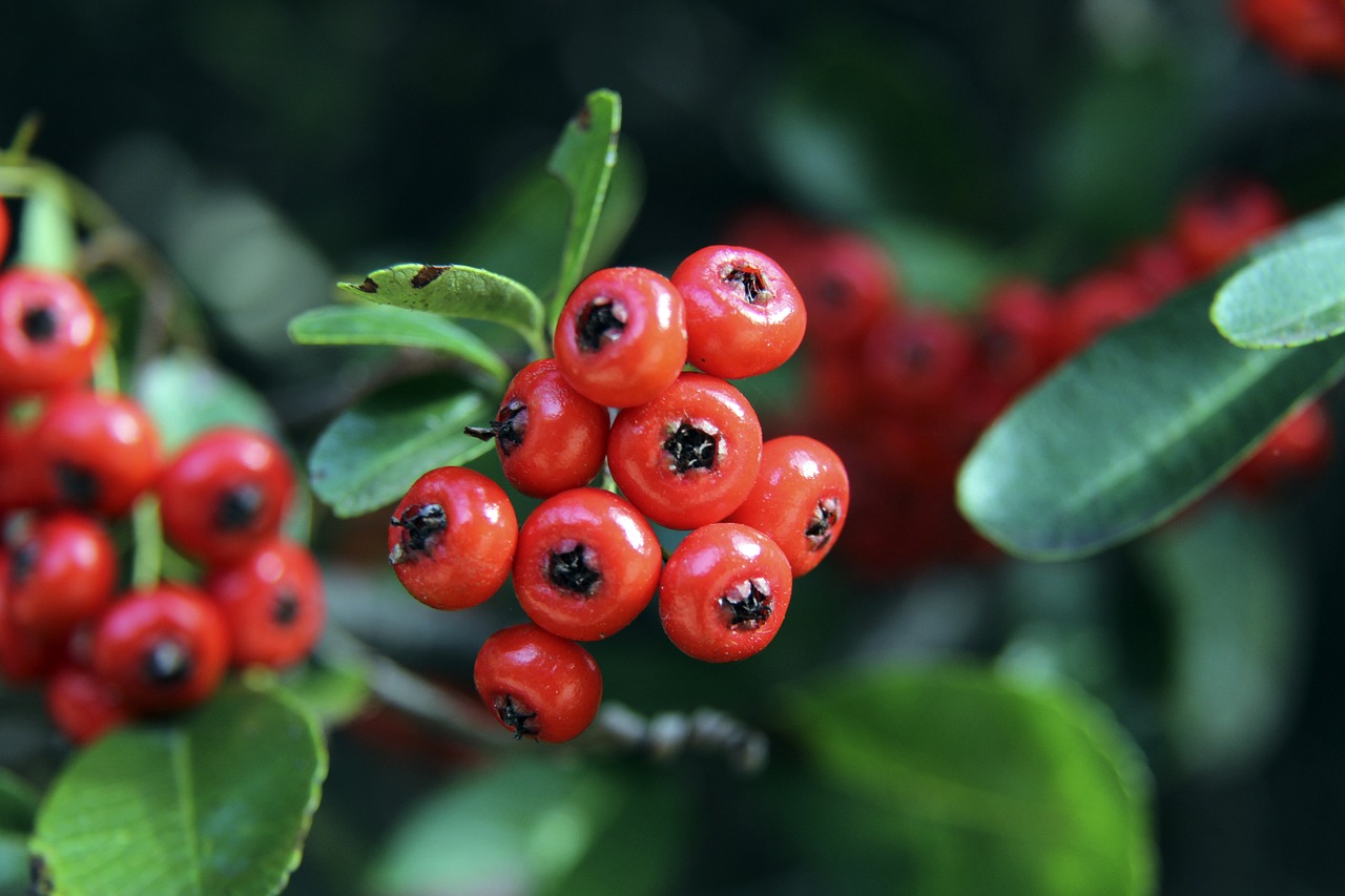 以及波切蒂 以及波切蒂