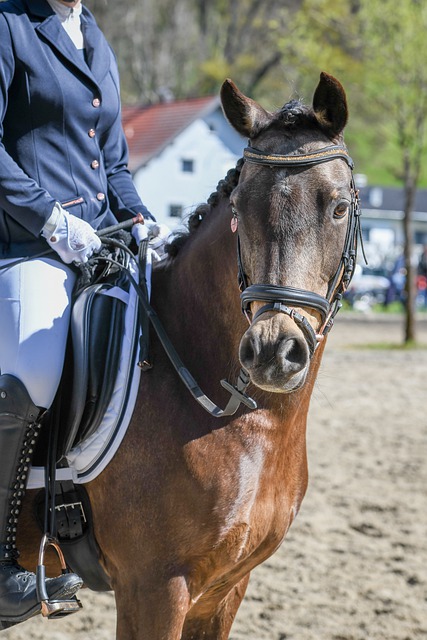 巴拉多利德 巴拉多利德